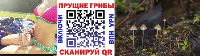 купить закладку  Ардатов  Псилоцибиновые грибы Psilocybine cubensis 